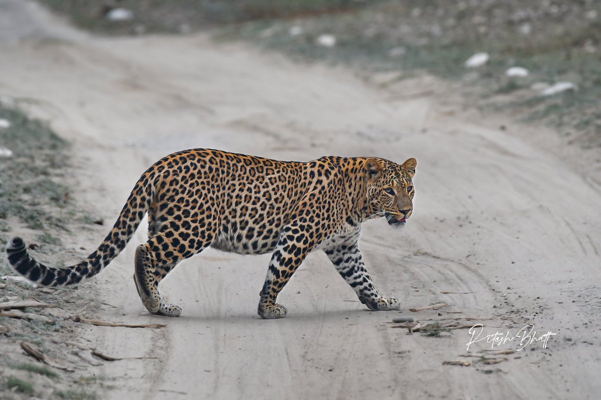 Why did the leopard cross the road? @NatGeoIndia #BBCWildlifePOTD @WildlifeMag @SaevusWildlife @pargaien @incredibleindia @UTDBofficial #photooftheday