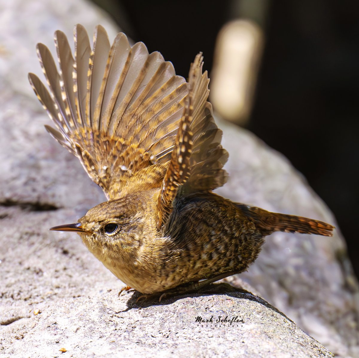Winter Wren,  Loch, Central Park, NYC  #birdcpp #TwitterNatureCommunity #birdsofinstagram #britishnatureguide #naturephotography #birdphotography #twitterphotography #wildbirdphotography #nikonphotography #NatureBeauty #nycaudubon 4.26.2024
