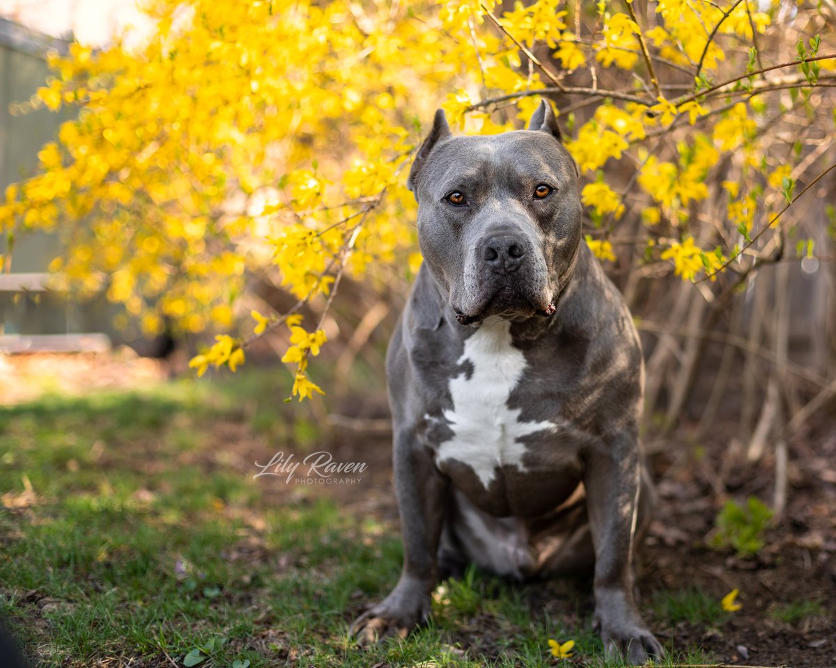 Finally feels like Spring 🐶🏵🌺
#dogs #dogsofX #lovedogs