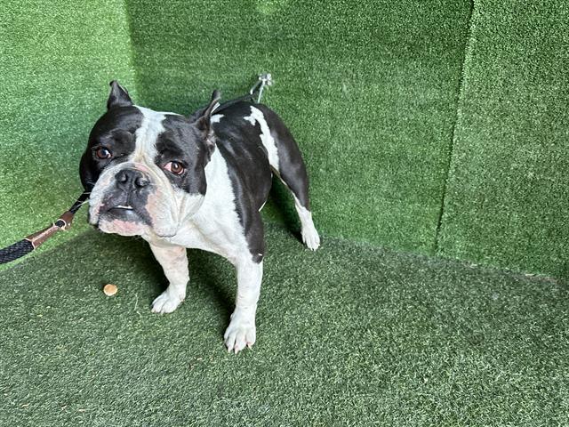 #A5621824 Female, black and white American bully Age is unknown. PetHarbor.com/pet.asp?uaid=L…