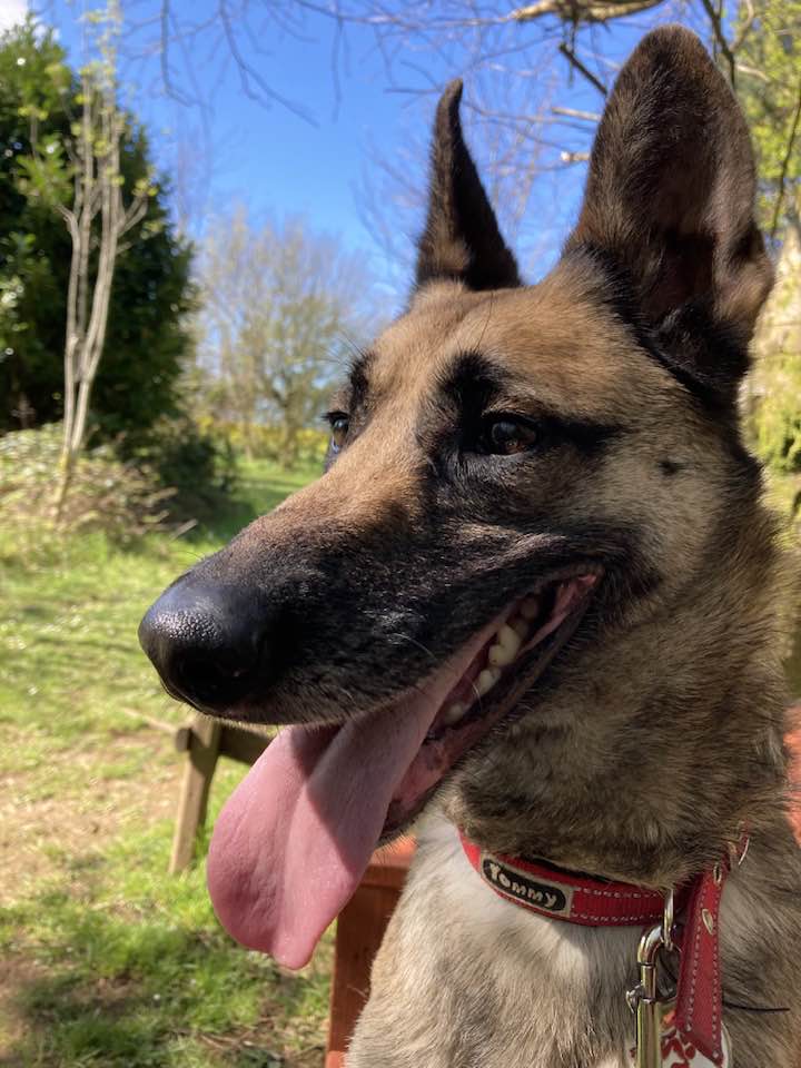 Indy will be 5 in July and she has been with us most her life, Indy is a sweet but shy girl who can live with older kids but will need a patient home to give her time to settle #dogs #GermanShepherd #Cornwall gsrelite.co.uk/indy-5/