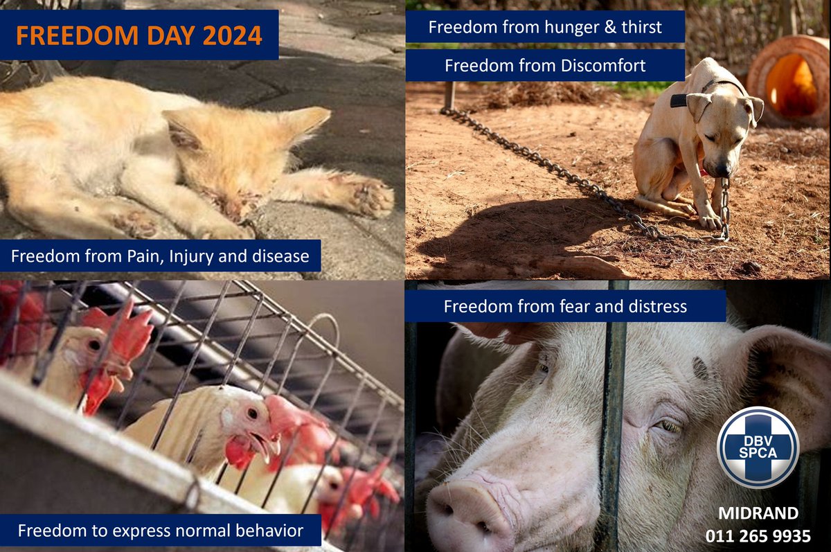 🇿🇦HAPPY FREEDOM DAY 2024!🇿🇦

Wishing all our supporters a Happy Freedom day! As we celebrate this day, let us remember those who need us to be their voices! 

Our wish for all animals is to experience true freedom!

#MidrandSPCA #freedomday2024🇿🇦