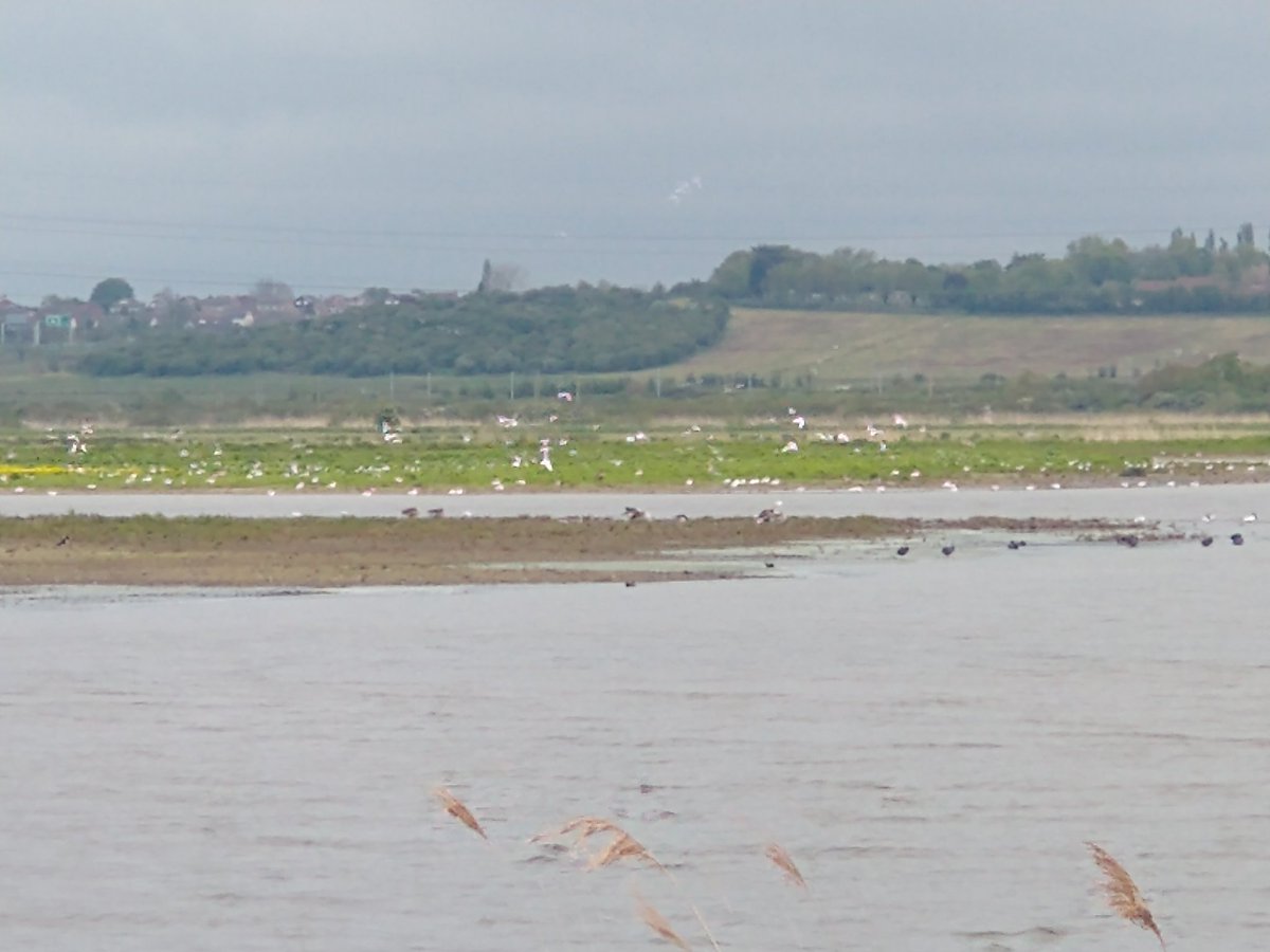 Highlights of this morning's @thames_estuary @EnglandPath hike from Pitsea to Benfleet via the delightful Watt TylerCountry Park to the isolated Saxon Bowers Gifford Church, around @RSPBEngland 's Bowers Marsh reserve, then on to Benfleet with its Viking battle statue @visitessex