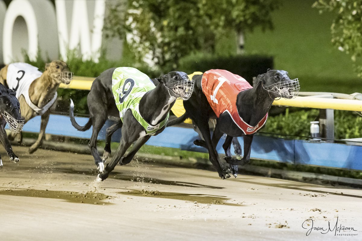 Austscapes's tweet photo. Past the post photos from the Meadows 27th April 2024 can be viewed, and purchased, from the following link https://t.co/qxWwn84RpT
@MelbourneGreys  @GRV_News  @DimityMaher @GreyRecorder  @CanonAustralia @peitae @SmithCorey15 https://t.co/29d4C5bzIE