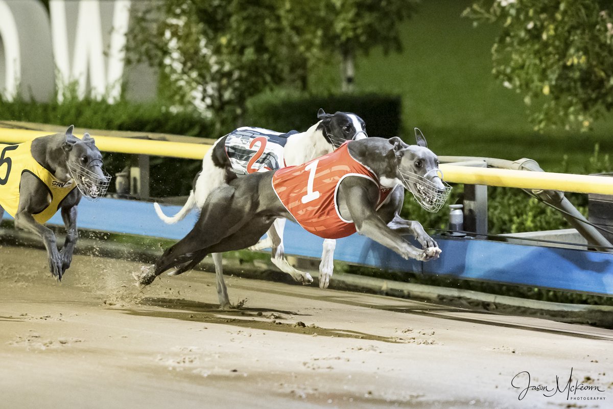Austscapes's tweet photo. Past the post photos from the Meadows 27th April 2024 can be viewed, and purchased, from the following link https://t.co/qxWwn84RpT
@MelbourneGreys  @GRV_News  @DimityMaher @GreyRecorder  @CanonAustralia @peitae @SmithCorey15 https://t.co/29d4C5bzIE