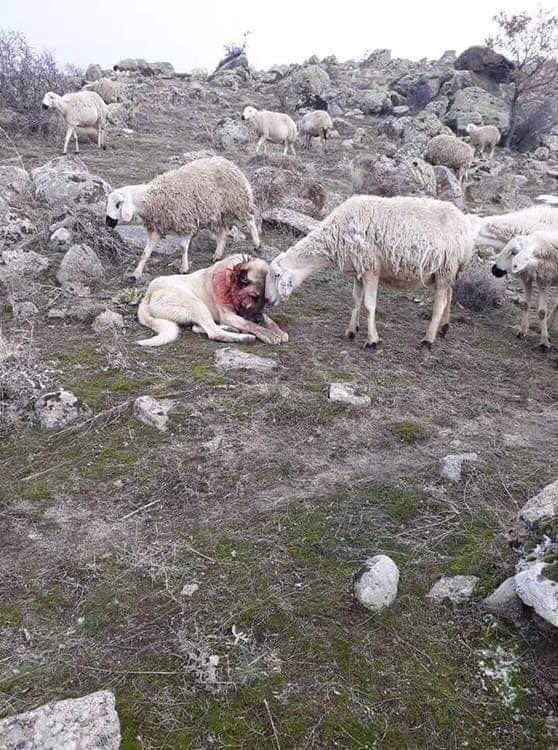 Sheep comforts dog after it protected their herd from wolves.