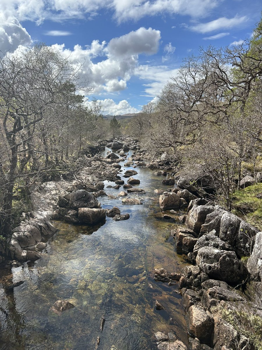 4 days in a row on the hills and on the 5th the 61 yr old legs said ‘Let there be rest’. And lo there was rest, at beautiful Ariundle. No shortage of willow warblers. Listening hard for wood warblers and redstarts, but no joy yet. 🌿🎶