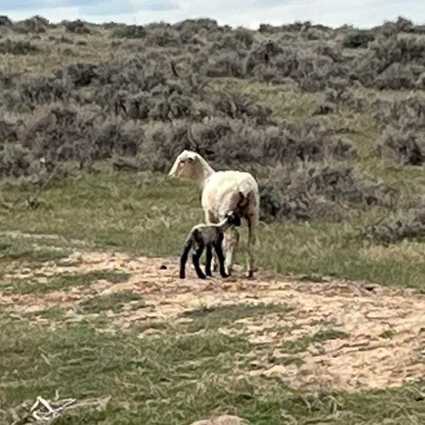 Spring is a time of change and renewal. One of my favorites signs of the season is the first lamb on the ranch. The energy and pluck of a tiny newborn lamb is enough to give anyone a sense of hope! #aglife