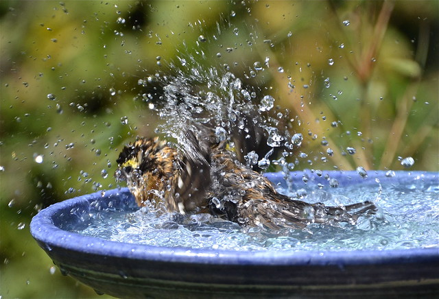 some birds are rich in sodium and may explode in water