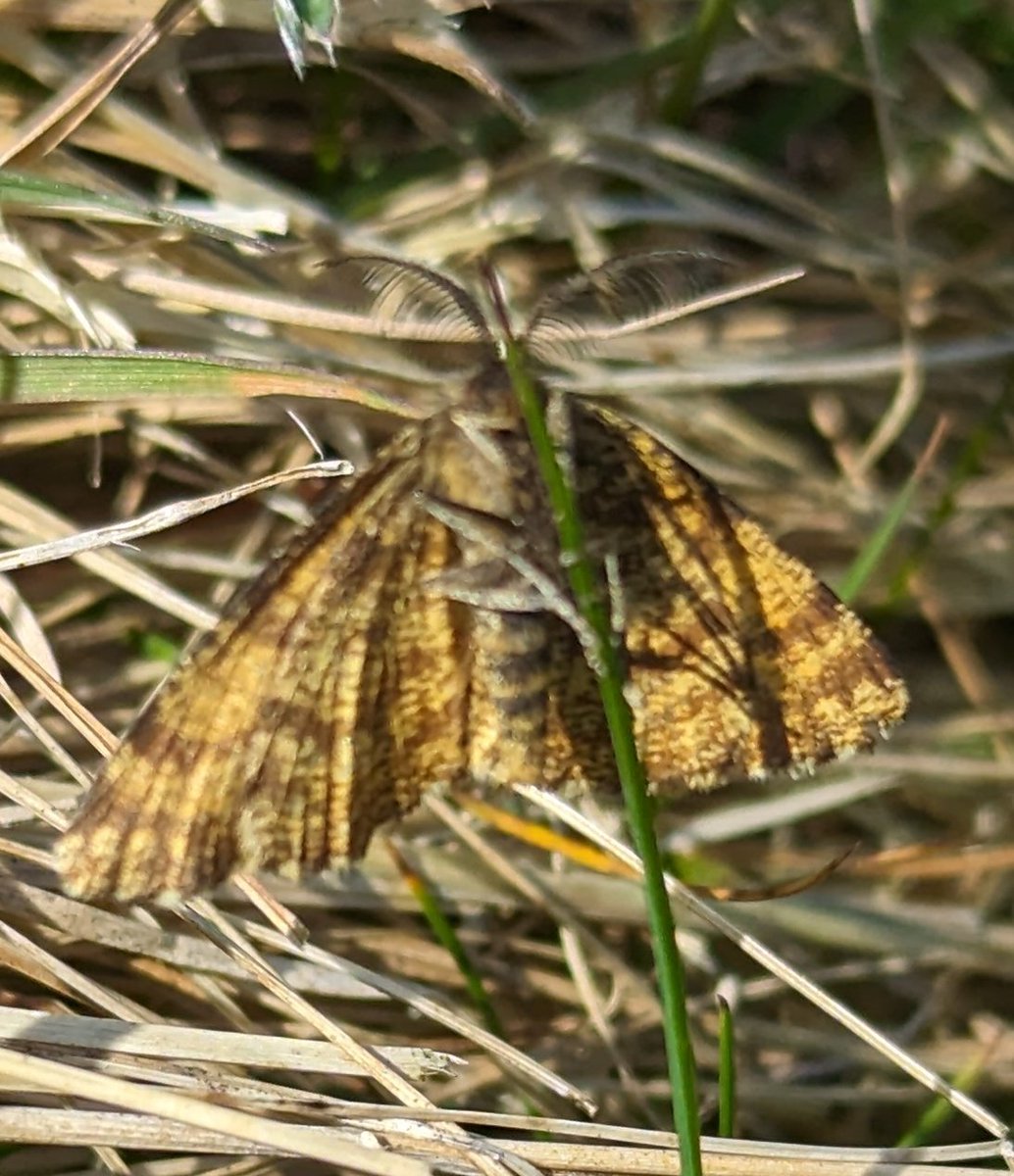 Male Common Heath (I think) spotted today on Aberffraw Dunes 
#TeamMoth #MothsMatter