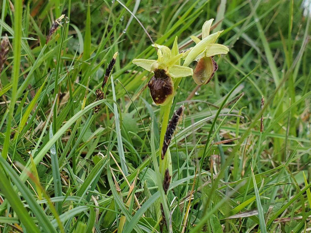 Chris Corrigan (@chriscorrigan3) on Twitter photo Castle Hill chalk grassland starting to come into flowery life....
#SouthDowns <a href="/Sussex_Botany/">Sussex Botanical Recording Society</a> <a href="/SussexWildlife/">Sussex Wildlife Trust ๐ฆ</a> <a href="/sdnpa/">South Downs National Park</a> Castle Hill chalk grassland starting to come into flowery life....
#SouthDowns <a href="/Sussex_Botany/">Sussex Botanical Recording Society</a> <a href="/SussexWildlife/">Sussex Wildlife Trust ๐ฆ</a> <a href="/sdnpa/">South Downs National Park</a>