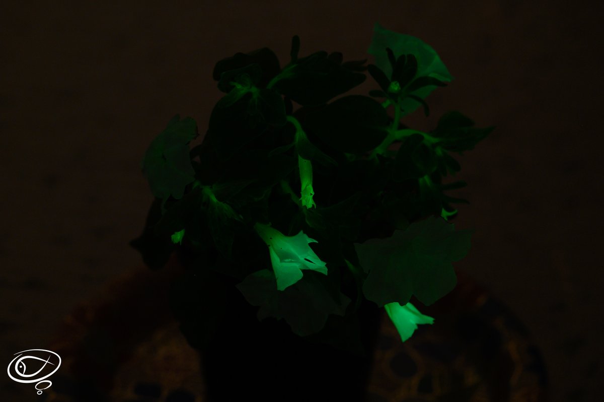 XQDavidHuang's tweet photo. Super excited to become one of the first on this planet to own a glowing-in-the-dark petunia from @light_bio! The plant came in a bit stressed over the shipping but it is glowing!! Photos won't pick up the accurate feelings when I saw it with my eyes, unbelievable. https://t.co/tz10G7mcOL