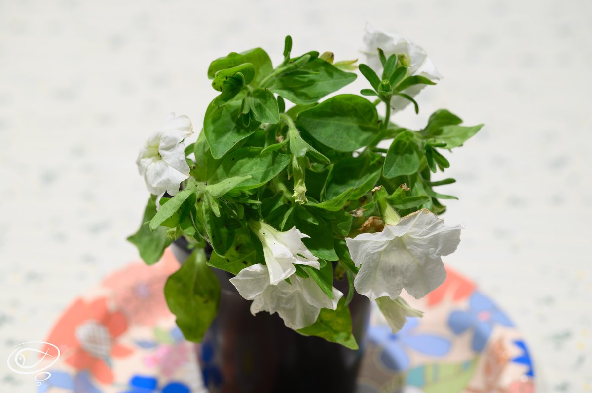 XQDavidHuang's tweet photo. Super excited to become one of the first on this planet to own a glowing-in-the-dark petunia from @light_bio! The plant came in a bit stressed over the shipping but it is glowing!! Photos won't pick up the accurate feelings when I saw it with my eyes, unbelievable. https://t.co/tz10G7mcOL
