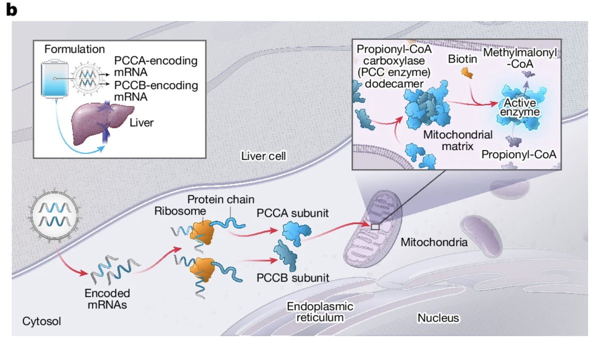 First in-human trial of an mRNA therapy to treat an inborn error of metabolism (propionic acidemia). Not just one, but two gene products were delivered to hepatocytes (PCCA and PCCB encoding α and β subunits of the deficient protein). Amazing! Koeberl et al. Nature