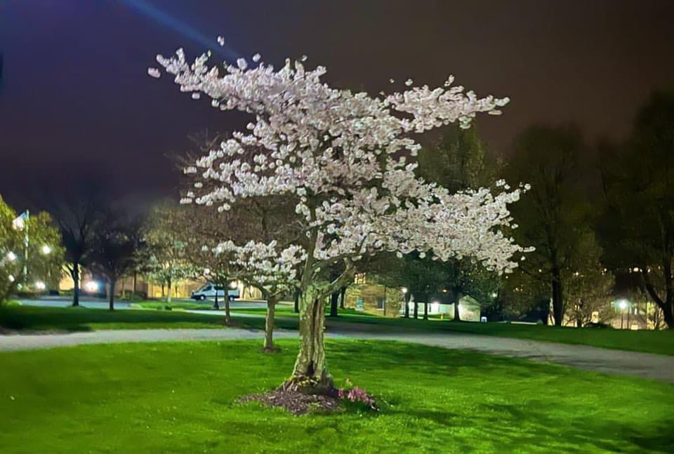 JRRTolkien's tweet photo. Hey @GandalfTheGuide, does this tree remind you of anything? https://t.co/WIKo87CwrT