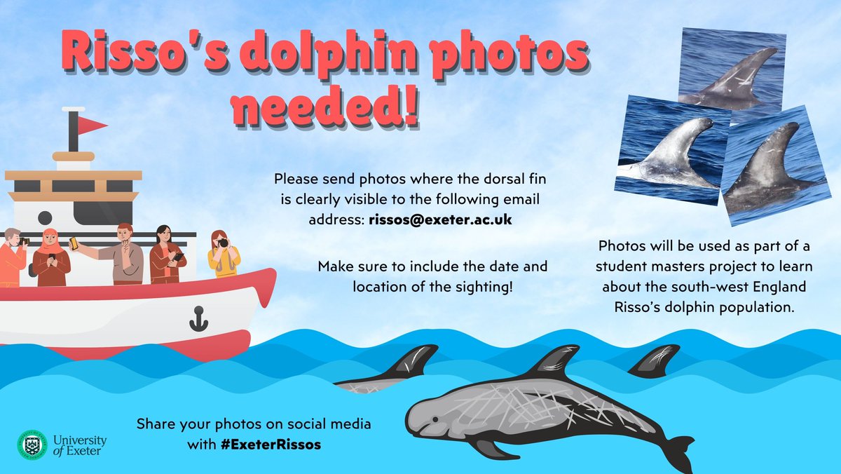 As Risso’s are starting to return to Cornwall it’s a great time for me to put out a reminder of my masters project! I’m studying the SW England Risso’s population through photo-identification and so need as many fin shots as possible! Send them over to rissos@exeter.ac.uk 🐬