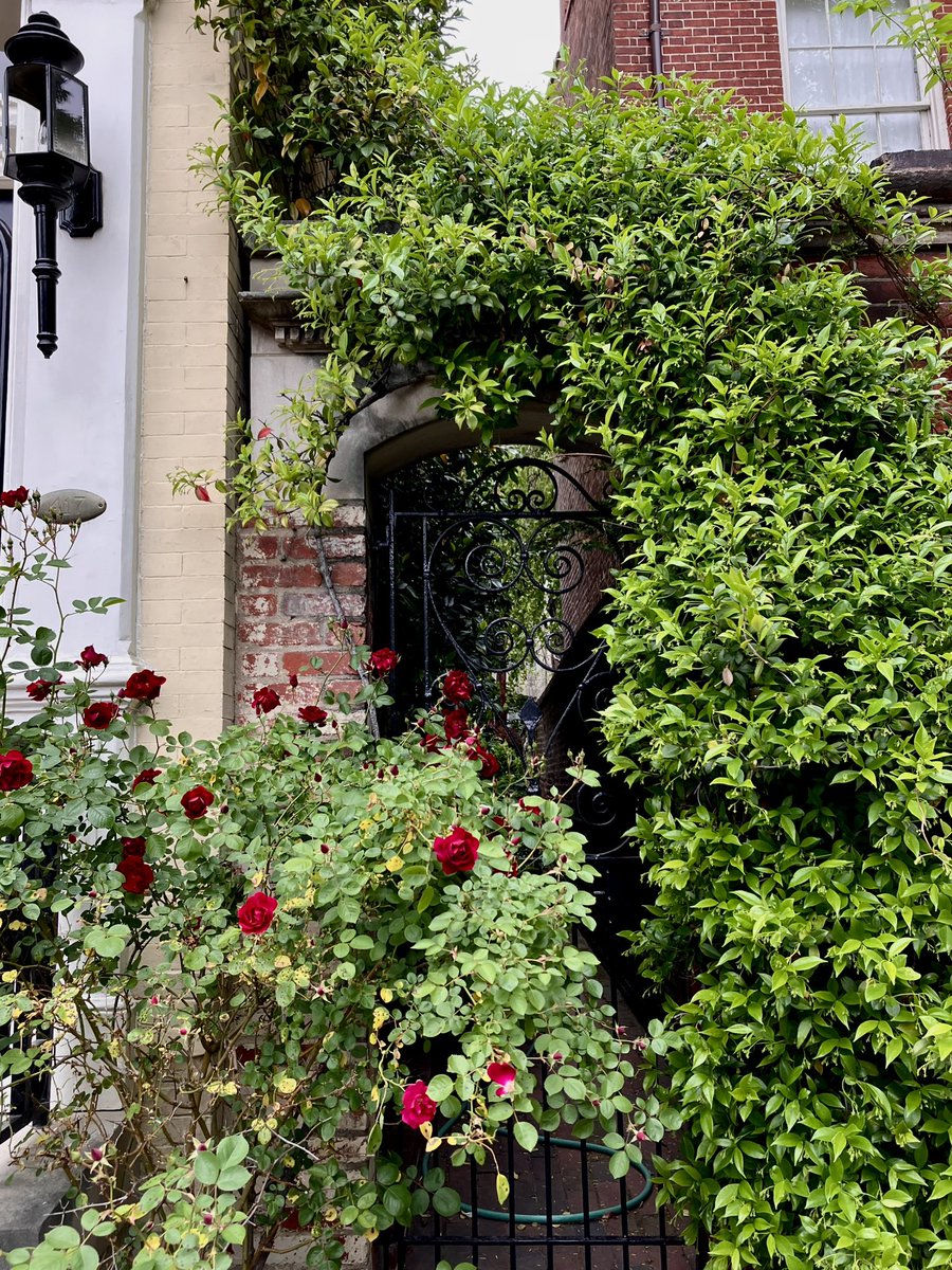 HobanGirl's tweet photo. I did nothing but comfort my plants, till now their small green cheeks are covered with smiles. 

— Emily Dickinson, 1865

Early Saturday morning dash to the Mass, then a lazy amble past garden gates under a pale blue, overcast sky. #RoyalSt #DukeSt #OldTown #Alexandria #chestnut https://t.co/G5pEzIdy6i