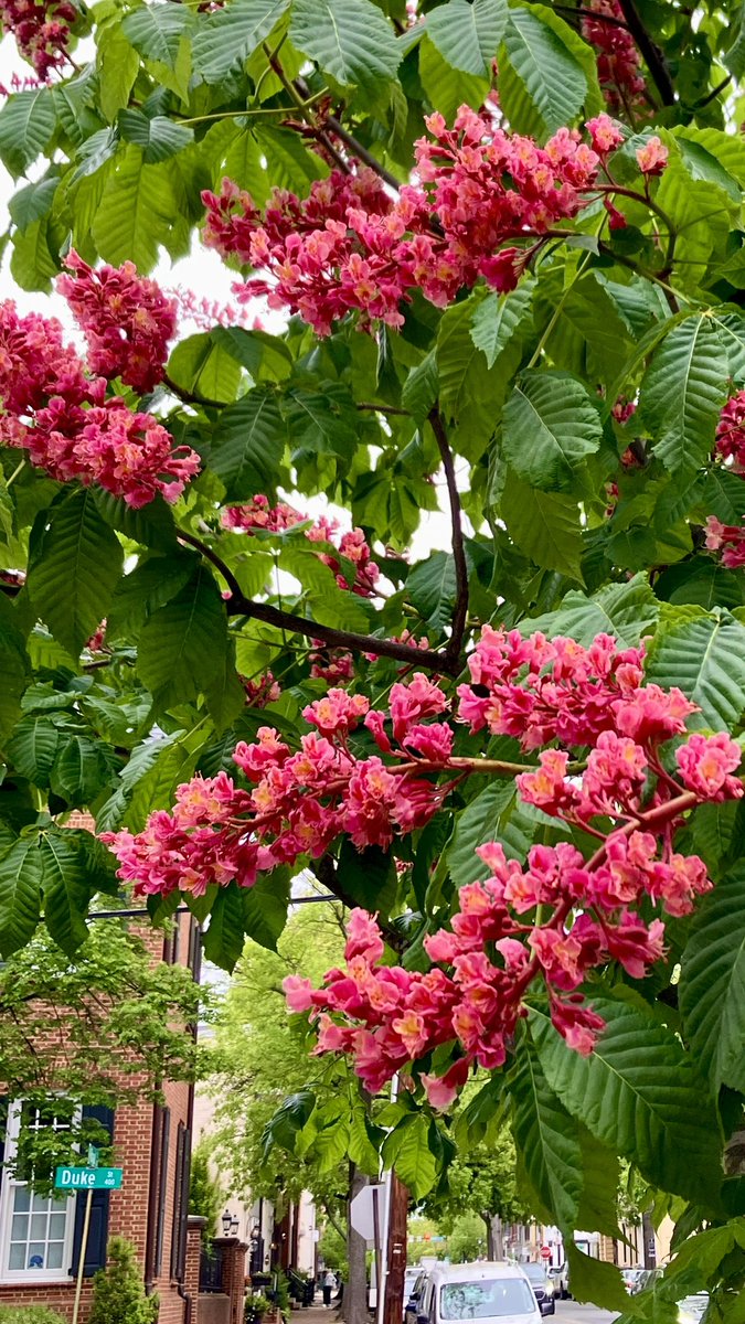 HobanGirl's tweet photo. I did nothing but comfort my plants, till now their small green cheeks are covered with smiles. 

— Emily Dickinson, 1865

Early Saturday morning dash to the Mass, then a lazy amble past garden gates under a pale blue, overcast sky. #RoyalSt #DukeSt #OldTown #Alexandria #chestnut https://t.co/G5pEzIdy6i