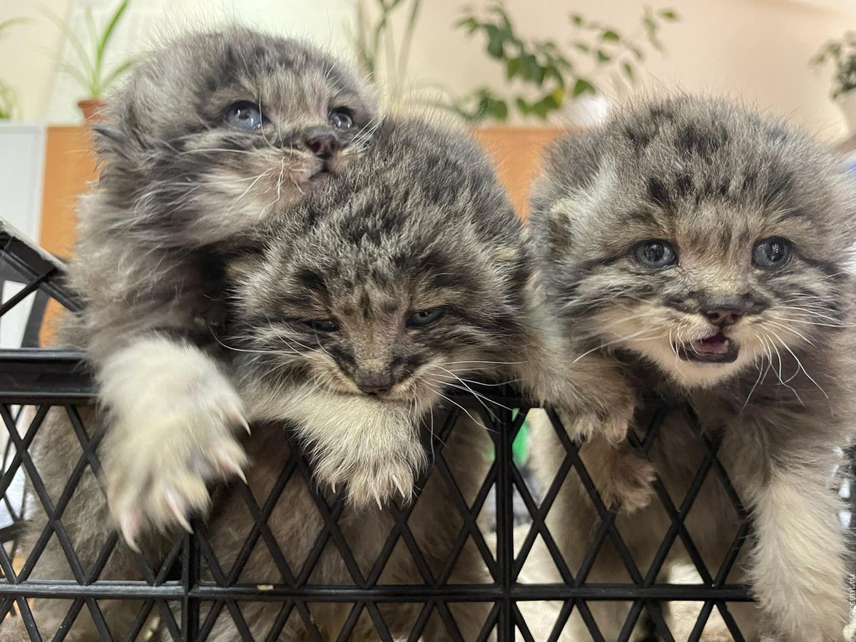 the manul basket...