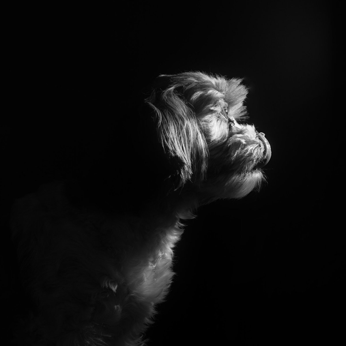 AAZZAAde's tweet photo. My dog as it is. No retouching, just converted to BW and cropped. https://t.co/7Al7J14W4x