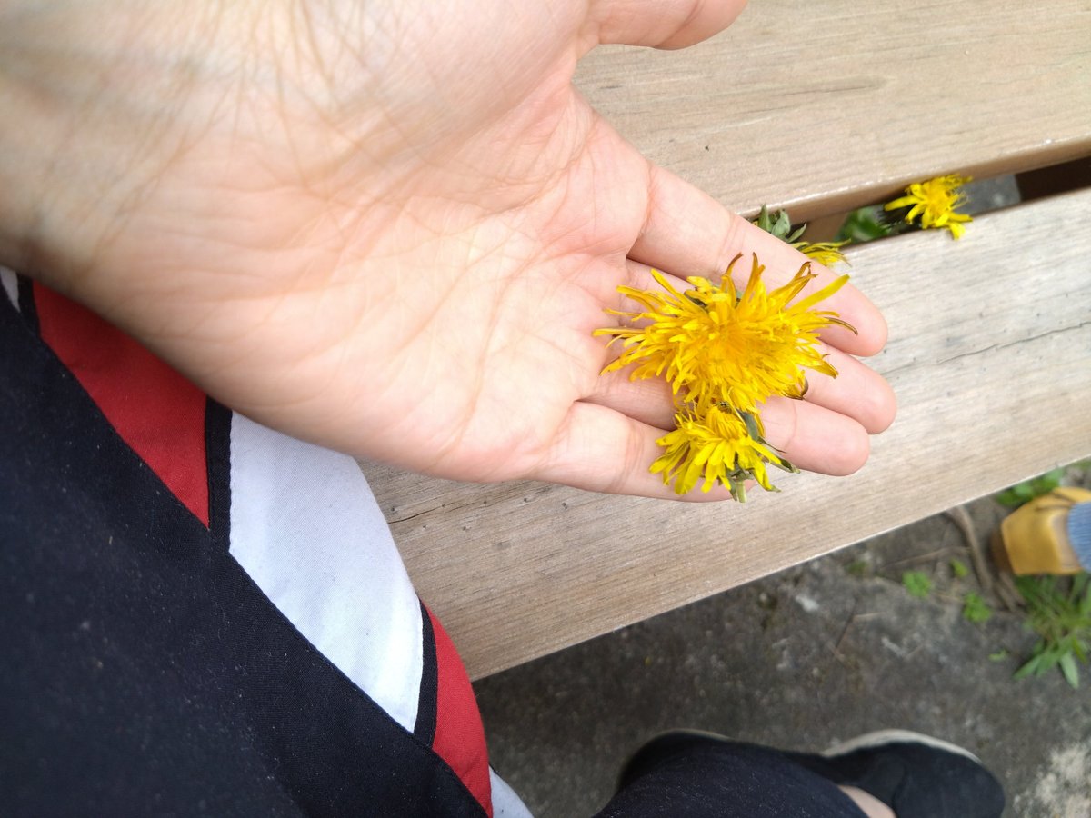 k1_shadowID's tweet photo. K2 ist zum Sonnenblumenköpfen übergegangen. https://t.co/opo1HfkWnE