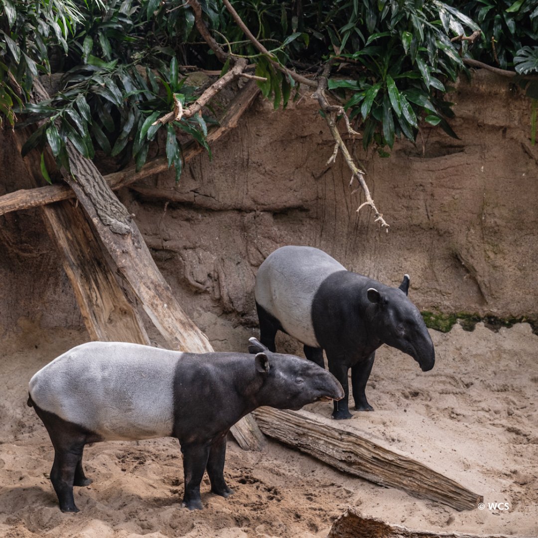 It's #WorldTapirDay! DYK there are four species of tapirs, including Baird’s, mountain, lowland, & Malayan? At the Bronx Zoo we have two Malayan tapirs, Kris & Cinta. We hope you can visit them in JungleWorld soon!