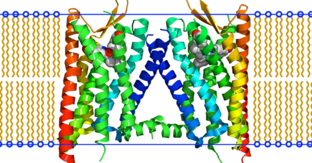 #OTD in 1903, #LaskerLaureate Hans Walter Kosterlitz was born. He identified the relationship between the opiate receptors and the naturally occurring enkephalins. @aberdeenuni ow.ly/SQxj30oehyC