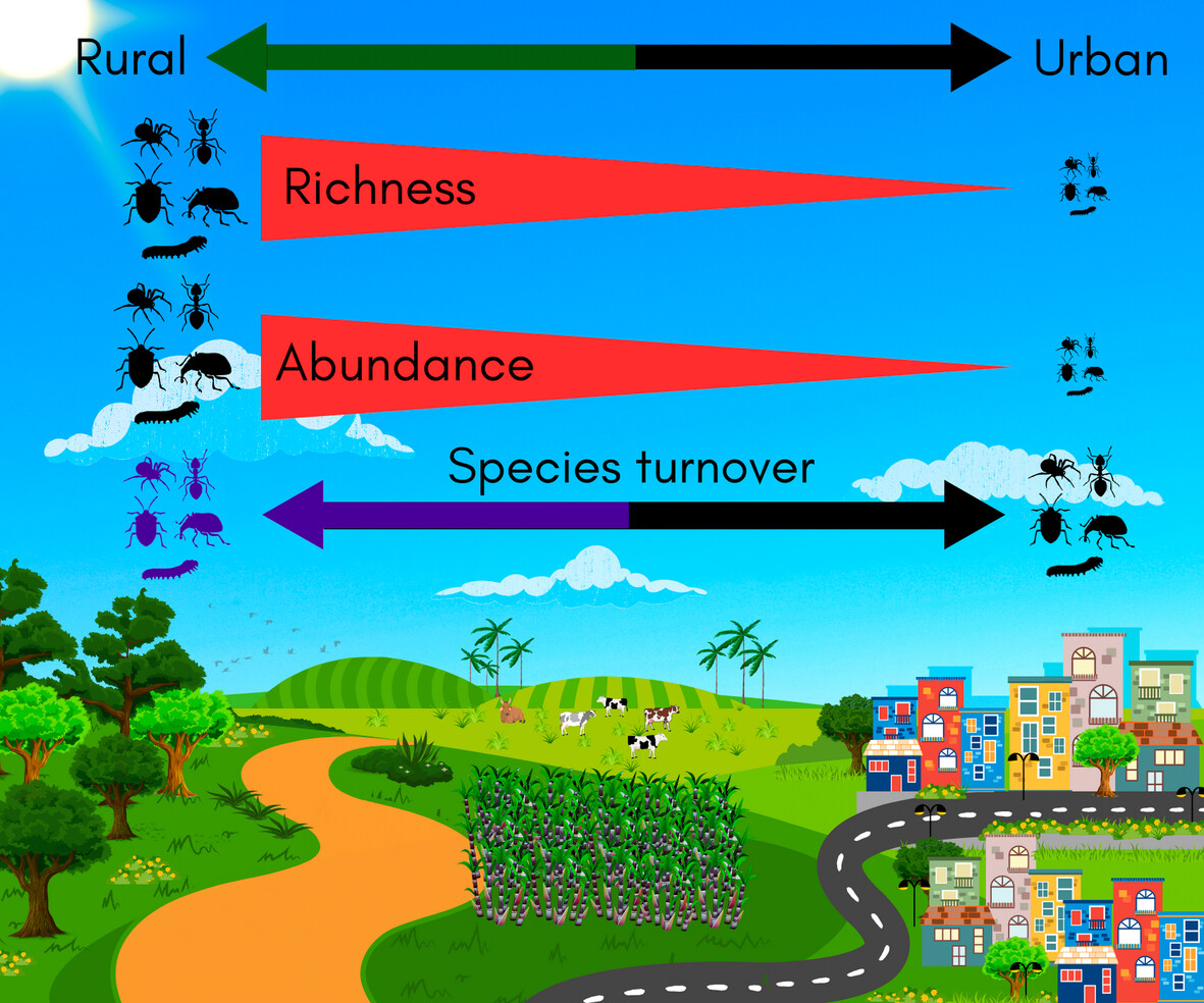 InsectDiversity's tweet photo. More weekend reading from The Ecology and Conservation of #UrbanInsects Special Issue!

First multitaxon assessment of #arthropod responses to #urbanisation in a widely distributed native &amp; ruderal plant of Brazil: https://t.co/RRsTPEpbFw #SpeciesRichness #Abundance #Biodiversity https://t.co/bi2uvuMFOC