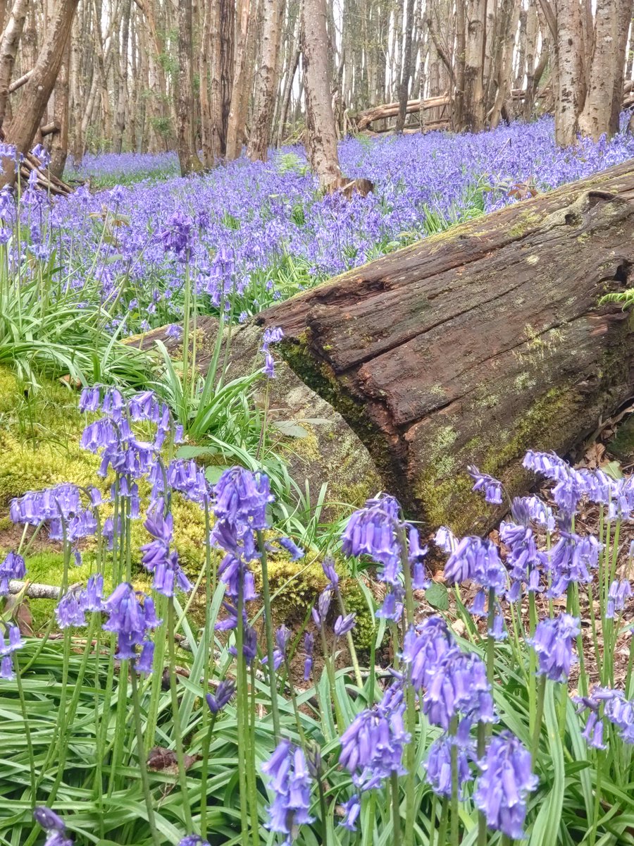 Some blue calm for y'all @RiverhillGarden #bluebellfestival Nature is the best!