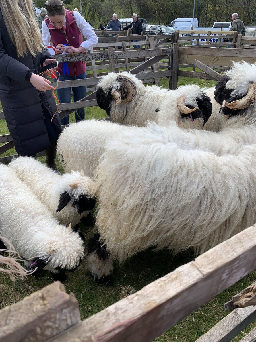 Anthea_Dickson's tweet photo. Show & spectacle a plenty at #BeithShow today. Everything looking their best in the glorious sunshine. Must have been difficult for the judges. Fun for all the family. #GarnockValley #BeithFarmersSociety https://t.co/4f1tCJCjSj
