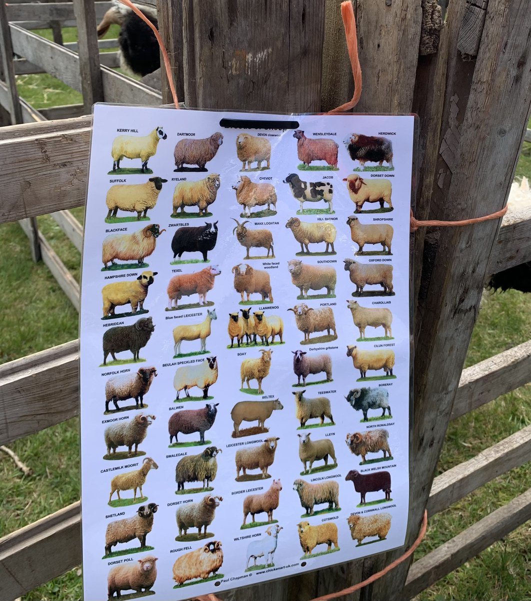 Anthea_Dickson's tweet photo. Show & spectacle a plenty at #BeithShow today. Everything looking their best in the glorious sunshine. Must have been difficult for the judges. Fun for all the family. #GarnockValley #BeithFarmersSociety https://t.co/4f1tCJCjSj