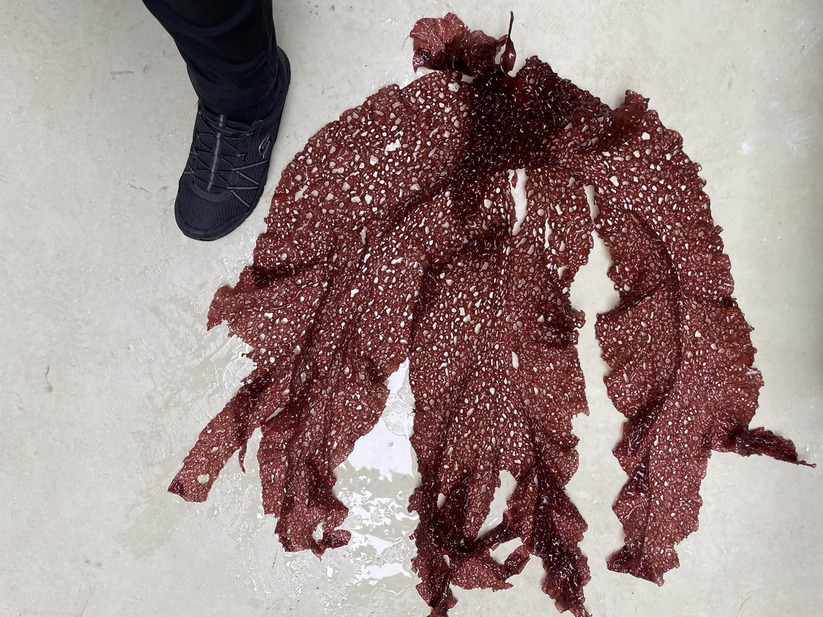 Belated #phycologyfriday from recent trip to Japan for the Asia pacific phycology forum #appf2024. Managed to visit a colleague in Hokkaido and check out this amazing algae Sparlingia pertusa