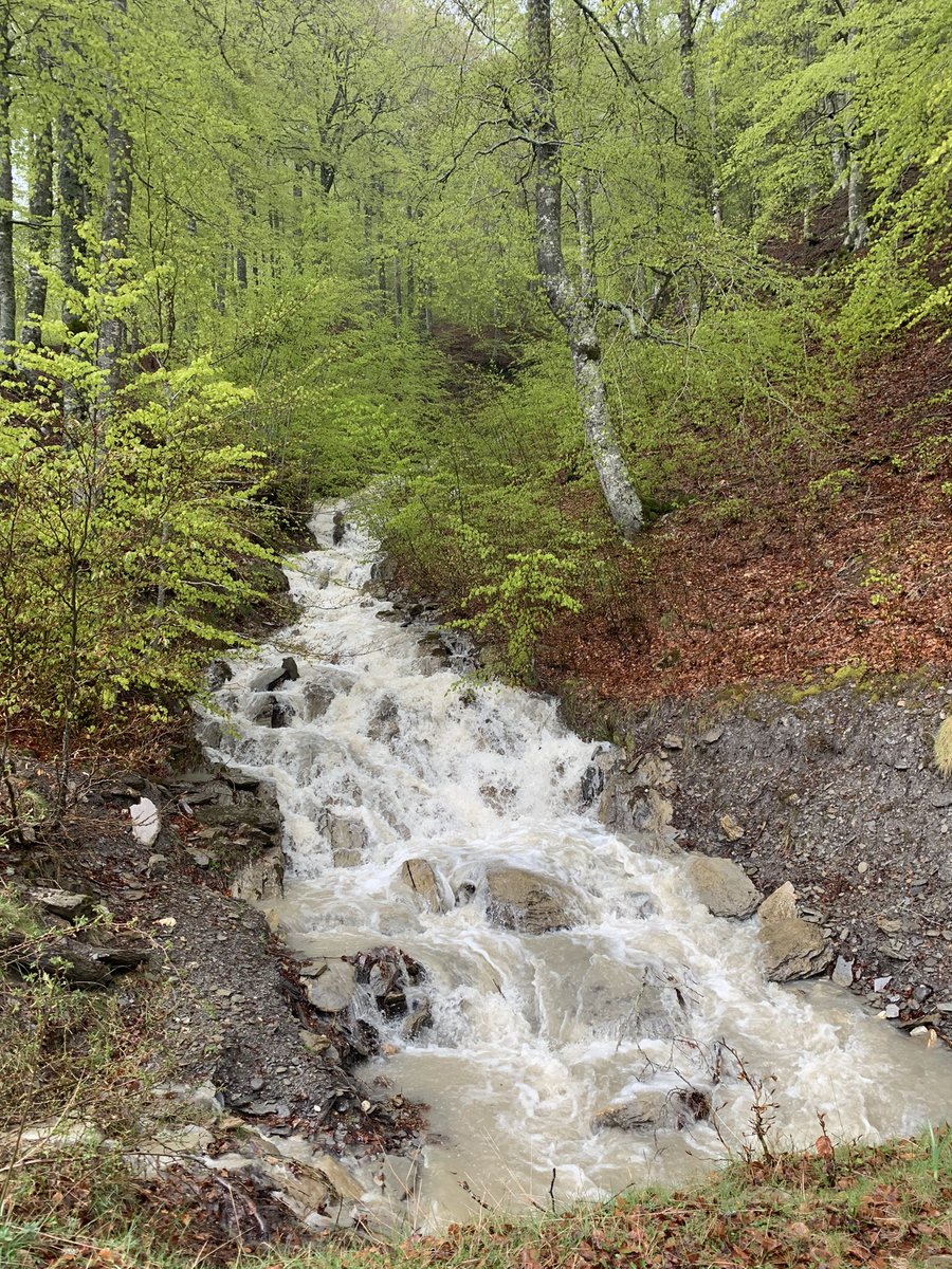 Hoy hemos entrenado entre Tacheras y los Alanos por la GR11.1, bajo la lluvia y entre hayedos.

#losvallestranquilos #vallesoccidentales #anso #pirineo #aragon #pirineoaragones #tacheras #trail #trailrunning #ultratrail #running #run