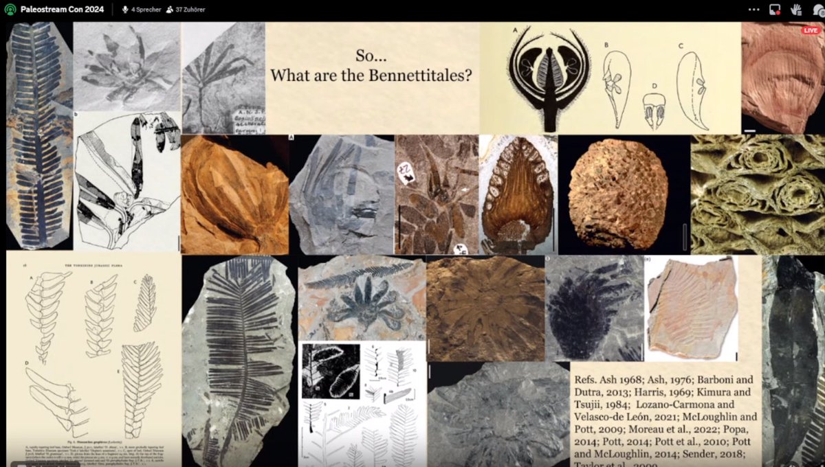 now we start with reconstructing Bennettitales with Julianne Kiely!!! #PaleostreamCon2024