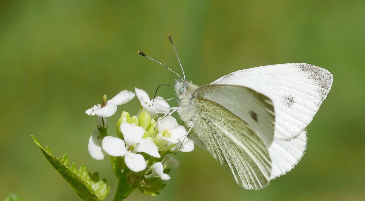 The whites seem to have had no problems with the cold weather of the last 2 weeks, today Orangetip (A cardamines), Brimstone (G rhamni) plus 4 Pieris species, including this Southern Small White (P mannii). Males in spring are not so brightly colored as in summer.