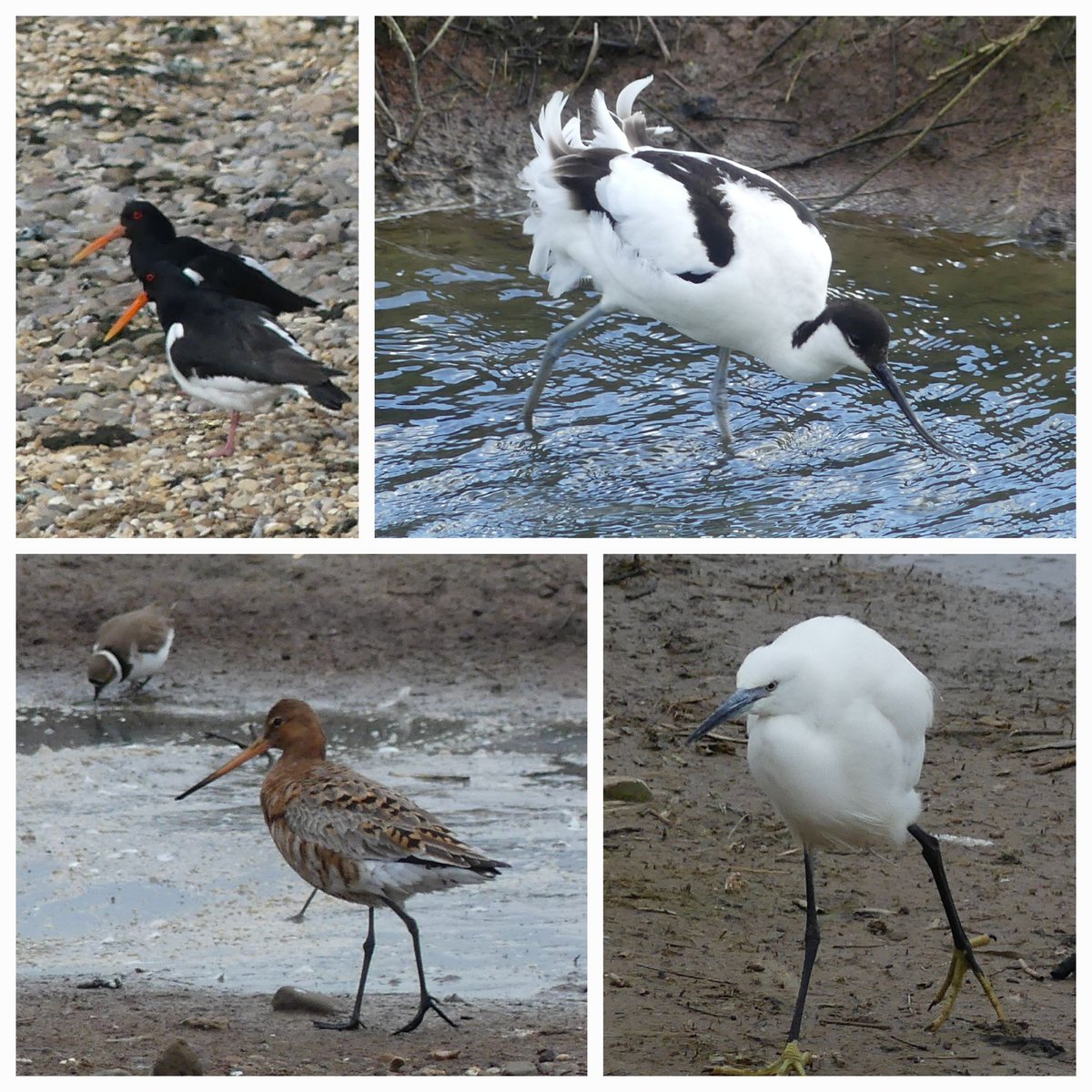 A few images from todays visit to #uptonwarren ,managed to miss the Marsh harrier, nice to see blackwit almost in summer plumage, good company as usual