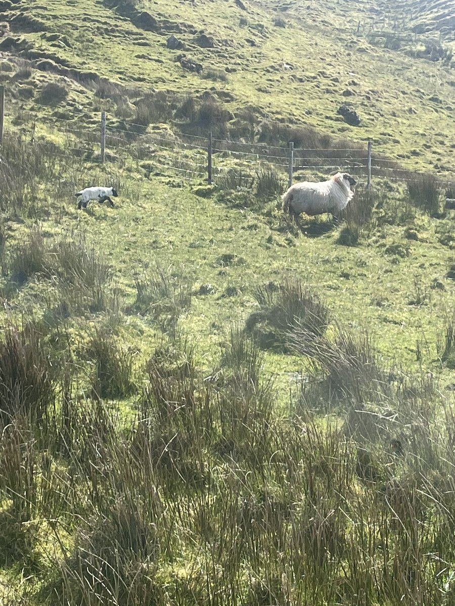 Lambing on the mountain. Best place for them this year #lambing2024