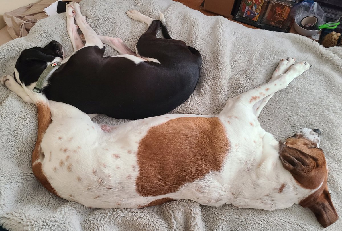 Seth Abramson tweet media