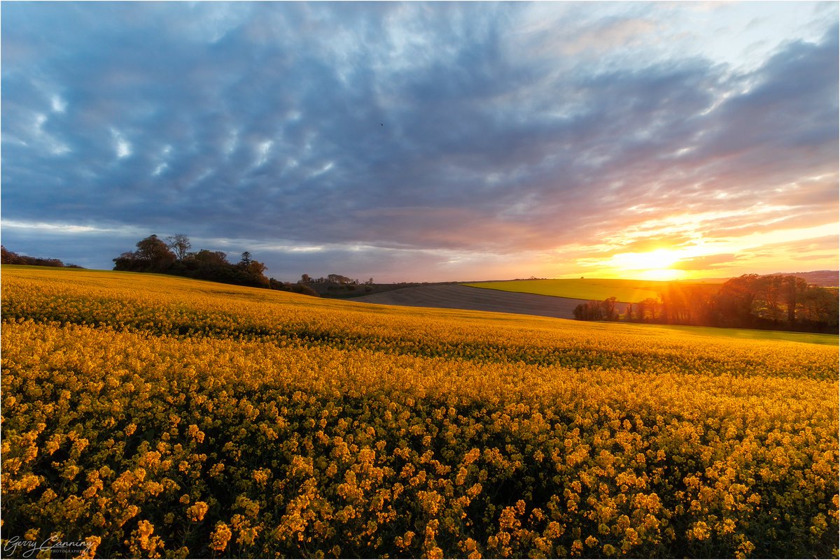 Fields of Gold.

Sunset over the rapeseed fields in the Boyne Valley last night. I love when they plant it in this spot.

#rapeseed #yellow #boynevalley #bellewstown #meath #Countymeath #sunset #sunsetphotography #sunsetlovers #fieldsofgold #ireland #canonr6 #canon24105 #canon