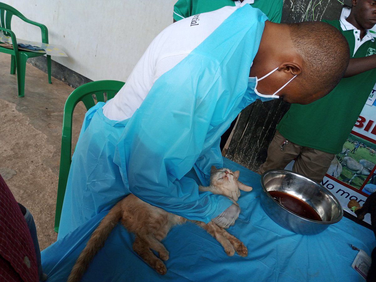 Vet surgeons doing free surgical procedures on Pets during the celebration of world veterinary day in Rakai district, at DATIC @MAAIF_Uganda @Ugveterinarians @FAOUganda