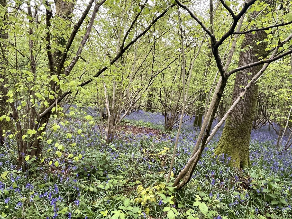 Very much enjoyed the annual Bluebell Morning in Steventon in aid of ⁦⁦@smhbasingstoke⁩ This is the enchanting woodland Jane Austen enjoyed when she lived in Steventon for 26 of her 41 year life and wrote her most famous Novels.