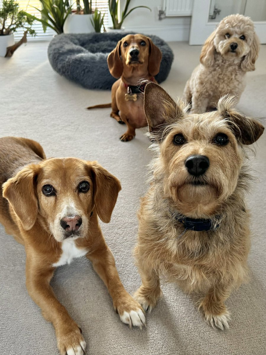 What's better than one adorable pup? A whole pack of them at Waggy Boops! 🐶🐶🐶🐶❤️ 

#waggyboops #squadgoals #furrybuddies #cutedogs #overwhelminglyadorable #dogdaycare #doghomeboarding #earupeardown #dachshund #cavapoochon #mixbreeddog #terriermix #cockerbeaglemix