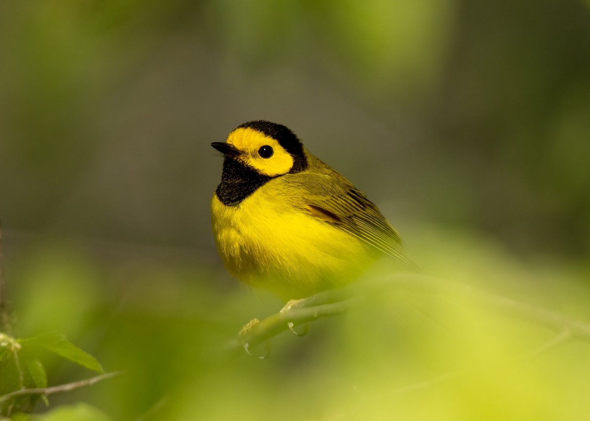 I had another opportunity to see this handsome Hooded Warbler again at he Loch in Central Park, NYC (4/26/24) #nature #NaturePhotography #birdcpp #BirdsSeenIn2024 #BirdsOfTwitter #urbanbirds