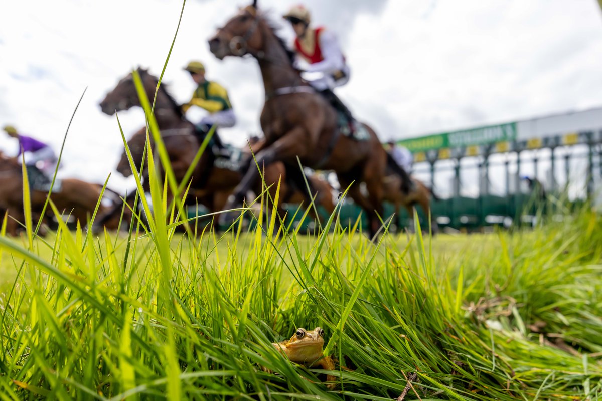 A common frog (I think!) dosen't bat an eyelid as the runners and riders leave the stalls @navanracecourse @hriracing