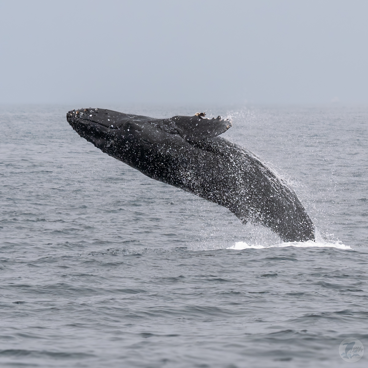 #Lungefeeds and #tailthrows and #breaching, oh my! It might not be as catchy a phrase as lions, tigers and bears, (and thank goodness we’re not finding any of those in the #ocean), but we are having fun viewing these amazing #whalebehaviors. #captdaves (📸: Matt Stumpf 4.21.24)