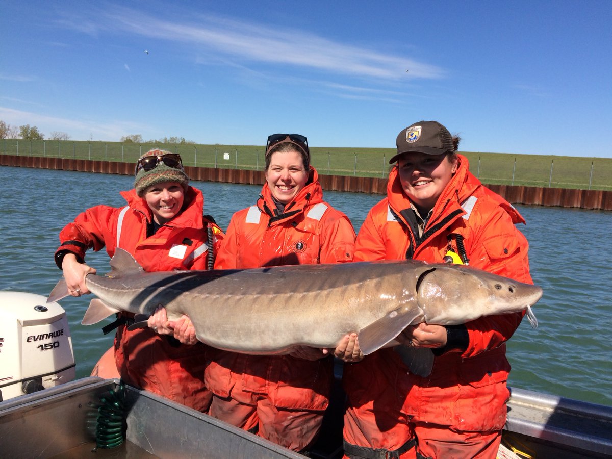 Are you urgin' for sturgeon news? Collaborative conservation efforts keep lake sturgeon off the endangered species list! Our 12-month finding shows ongoing management efforts, such as fish stocking, have contributed to the conservation of the species. 📷: Justin Chiotti/USFWS