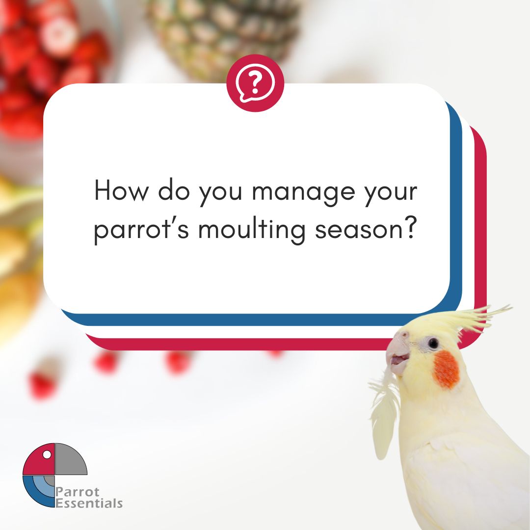 Parrot parents, it's time to share your tips! How do you keep your feathered friends comfortable and healthy during the moulting season? Drop your advice below! 🦜✨ 

 #parrotessentials #parrots #petparrot #parrottrivia #parrotlife #parrotfacts #petbird #Quiz #ParrotCare