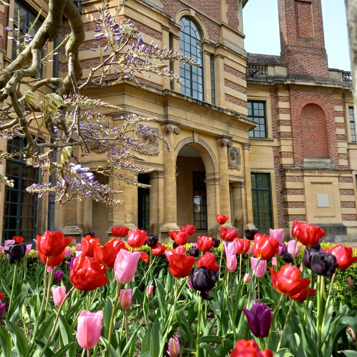 🌷 It's giving spring 🌷 #DYK that tulips were first introduced to England in the 1630s as ‘tulipmania’ swept the gardens of wealthy Europeans? 📸 Captured by Eltham Palace's Gardeners