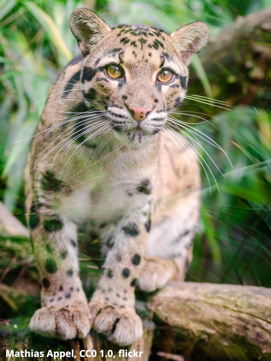 Meow, it’s Caturday! Say “hello” to the clouded leopard. This cat, which can open its mouth wider than any other, has the longest canine teeth relative to body size of any living felid—earning it the nickname of a “modern-day saber tooth!”