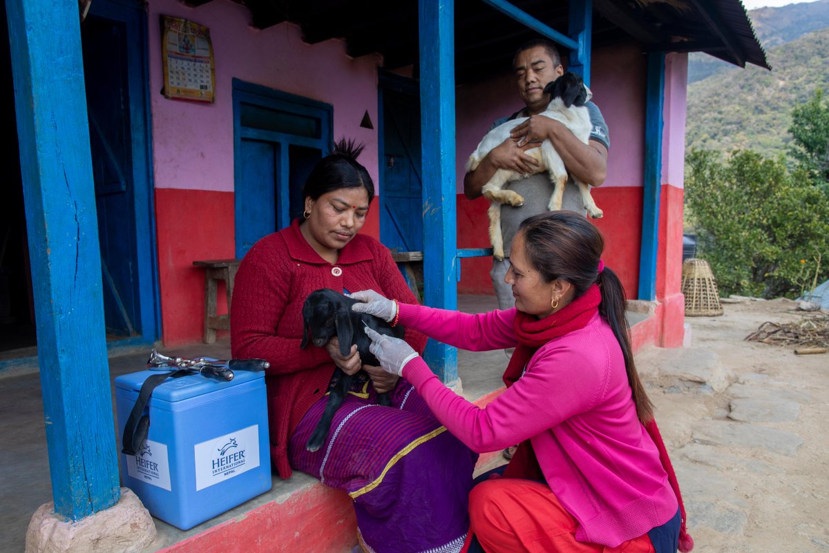 As we celebrate #WorldVeterinaryDay, we recognize Kusu Maya Malla, who received veterinary training from Heifer Nepal and now supports over 600 farming households in keeping their animals healthy and their earnings secure. Read her story → ms.spr.ly/6017YKJLt